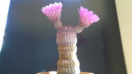 Echinocereus rigidissimus ssp. rubispinus