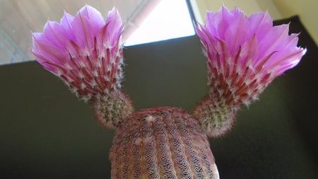 Echinocereus rigidissimus ssp. rubispinus