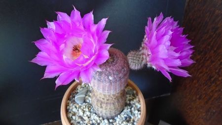 Echinocereus rigidissimus ssp. rubispinus