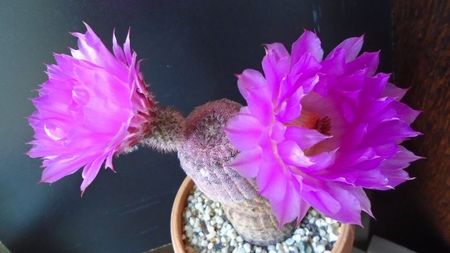 Echinocereus rigidissimus ssp. rubispinus