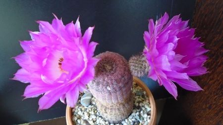 Echinocereus rigidissimus ssp. rubispinus