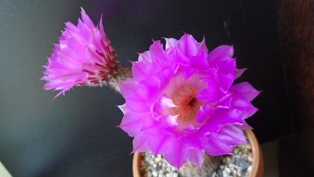 Echinocereus rigidissimus ssp. rubispinus