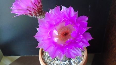 Echinocereus rigidissimus ssp. rubispinus