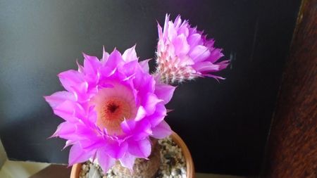 Echinocereus rigidissimus ssp. rubispinus