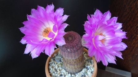 Echinocereus rigidissimus ssp. rubispinus