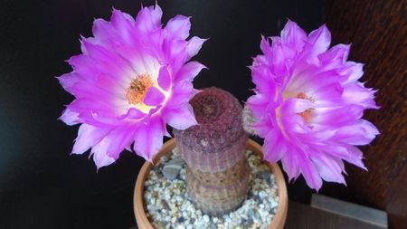 Echinocereus rigidissimus ssp. rubispinus