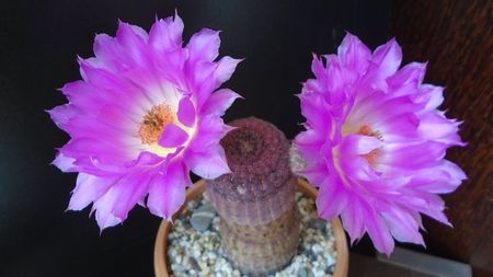 Echinocereus rigidissimus ssp. rubispinus