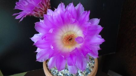 Echinocereus rigidissimus ssp. rubispinus