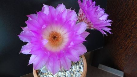 Echinocereus rigidissimus ssp. rubispinus