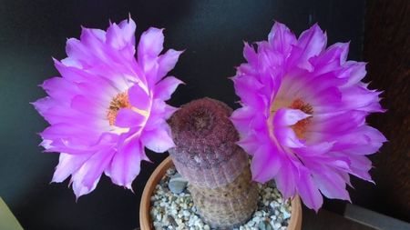 Echinocereus rigidissimus ssp. rubispinus