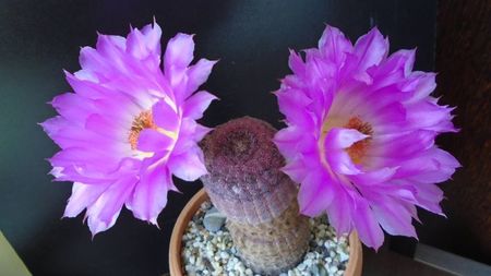 Echinocereus rigidissimus ssp. rubispinus