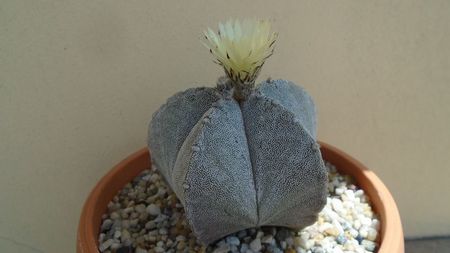 Astrophytum coahuilense