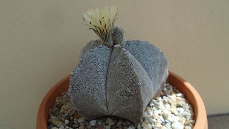 Astrophytum coahuilense