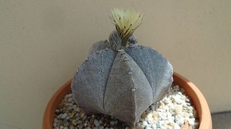 Astrophytum coahuilense