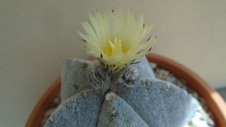 Astrophytum coahuilense