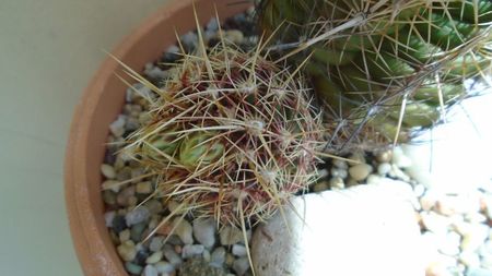 Thelocactus bicolor ssp. pottsii