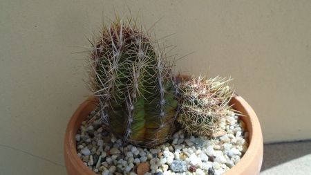 Thelocactus bicolor ssp. pottsii