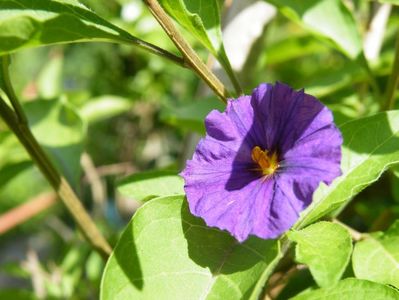 solanum royal robe