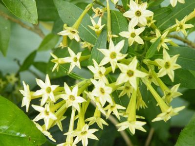 cestrum poepigii