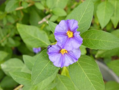 solanum rantonetii