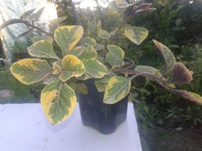 Plectranthus variegat 10 lei