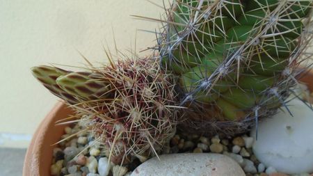 Thelocactus bicolor ssp. pottsii