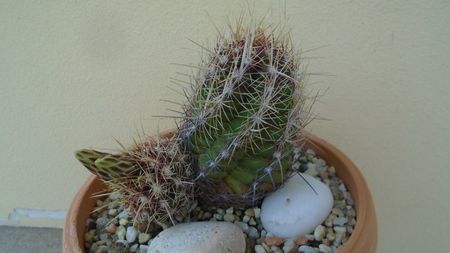 Thelocactus bicolor ssp. pottsii