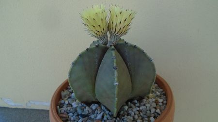 Astrophytum miriostigma