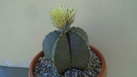 Astrophytum miriostigma