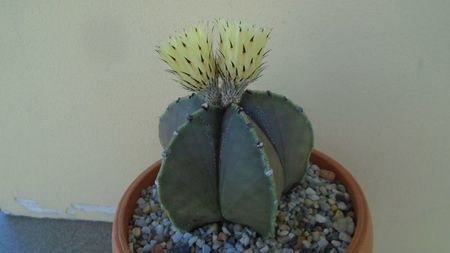 Astrophytum miriostigma