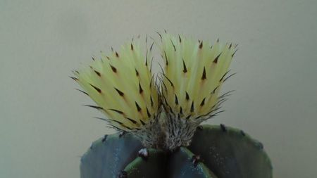 Astrophytum miriostigma