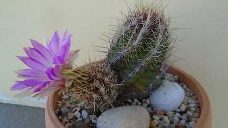 Thelocactus bicolor ssp. pottsii