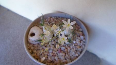 Ornithogalum sardienii