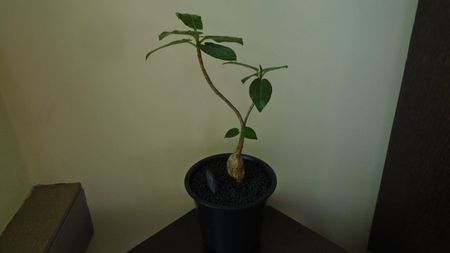 Ficus glumosa