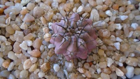 Eriosyce taltalensis ssp. paucicostata (Neoporteria paucicostata)