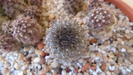 Copiapoa taltalensis (montana)