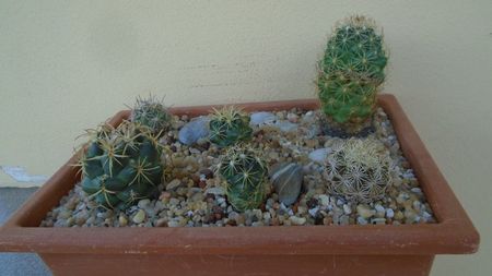 Grup de 7 Coryphantha; C. maiz-tablasensis
C. sp.
C. salm-dyckiana (C. delaetiana)
C. gladiispina (C. delaetiana)
C. echinus, SB377 Val Verde Co, TX.
C. kracikii
C. sp., PAN 233
