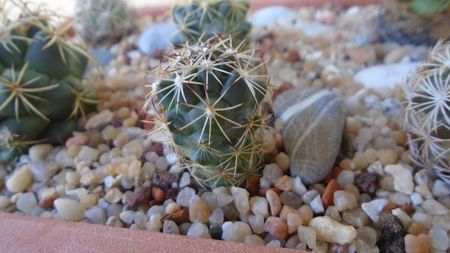 Coryphantha sp., PAN 233