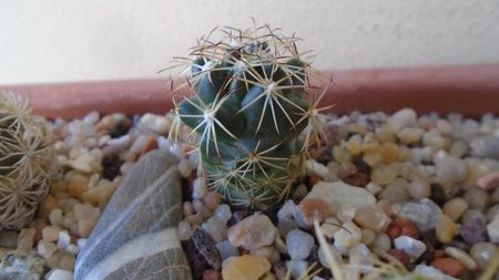 Coryphantha sp., PAN 233