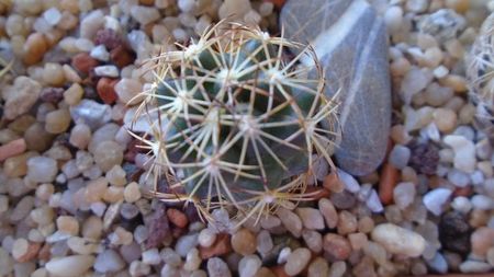 Coryphantha sp., PAN 233