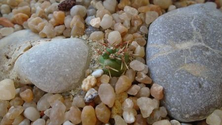 Coryphantha kracikii