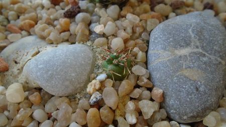 Coryphantha kracikii