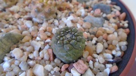 Copiapoa hypogaea, FR 261, Chañaral, Antofagasta, Chile