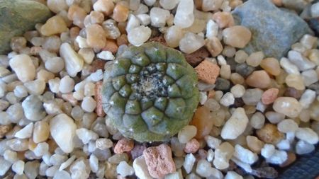 Copiapoa hypogaea, FR 261, Chañaral, Antofagasta, Chile