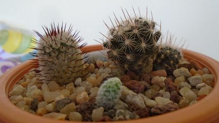 Grup de 3 Mammillaria; Mammillaria coahuilensis ssp. albiarmata
Mammillaria perezdelarosae ssp. andersoniana
Mammillaria albilanata
