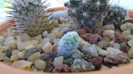 Mammillaria albilanata