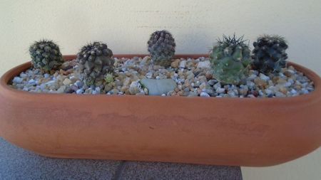 Grup de 5 Copiapoa; Copiapoa humilis ssp. tenuissima
Copiapoa echinoides 
Copiapoa megarrhiza
Copiapoa grandiflora 
Copiapoa marginata
