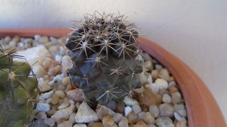 Copiapoa humilis ssp. tenuissima