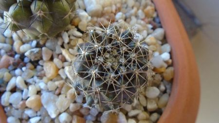 Copiapoa humilis ssp. tenuissima