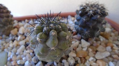 Copiapoa marginata (Copiapoa streptocaulon)